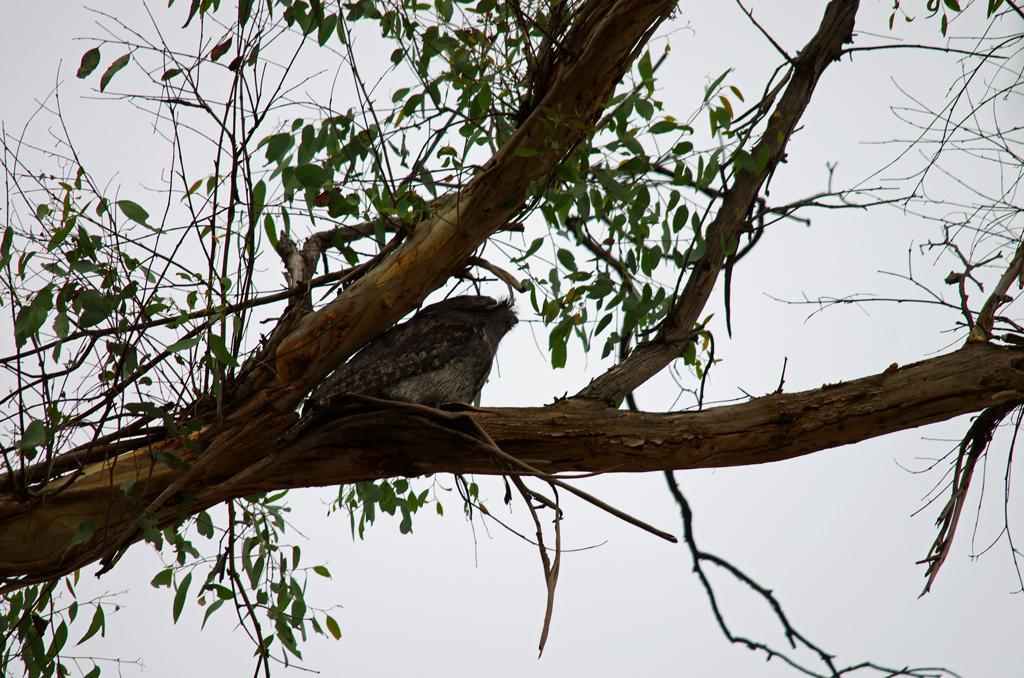 Tawny Frogmouth Photo by Richard Lund