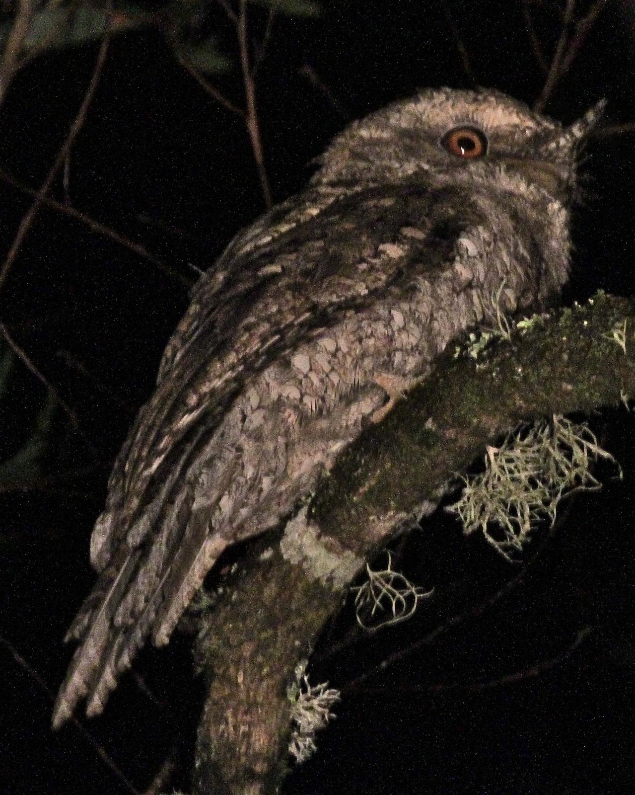 Marbled Frogmouth Photo by R. Bruce Richardson