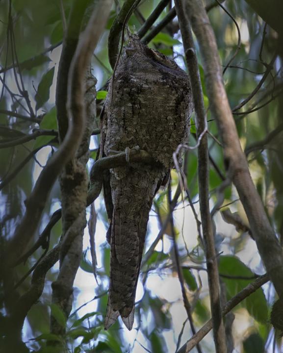 Marbled Frogmouth Photo by Mat Gilfedder