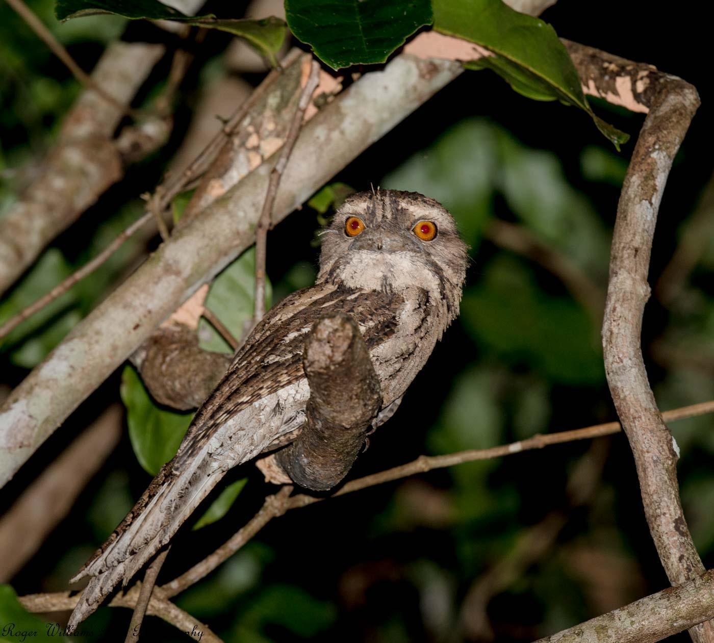 Marbled Frogmouth Photo by Roger Williams