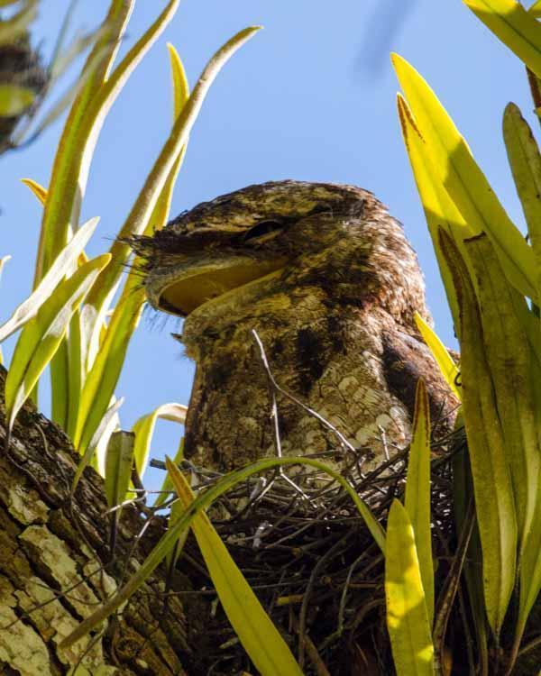 Papuan Frogmouth Photo by Bob Hasenick