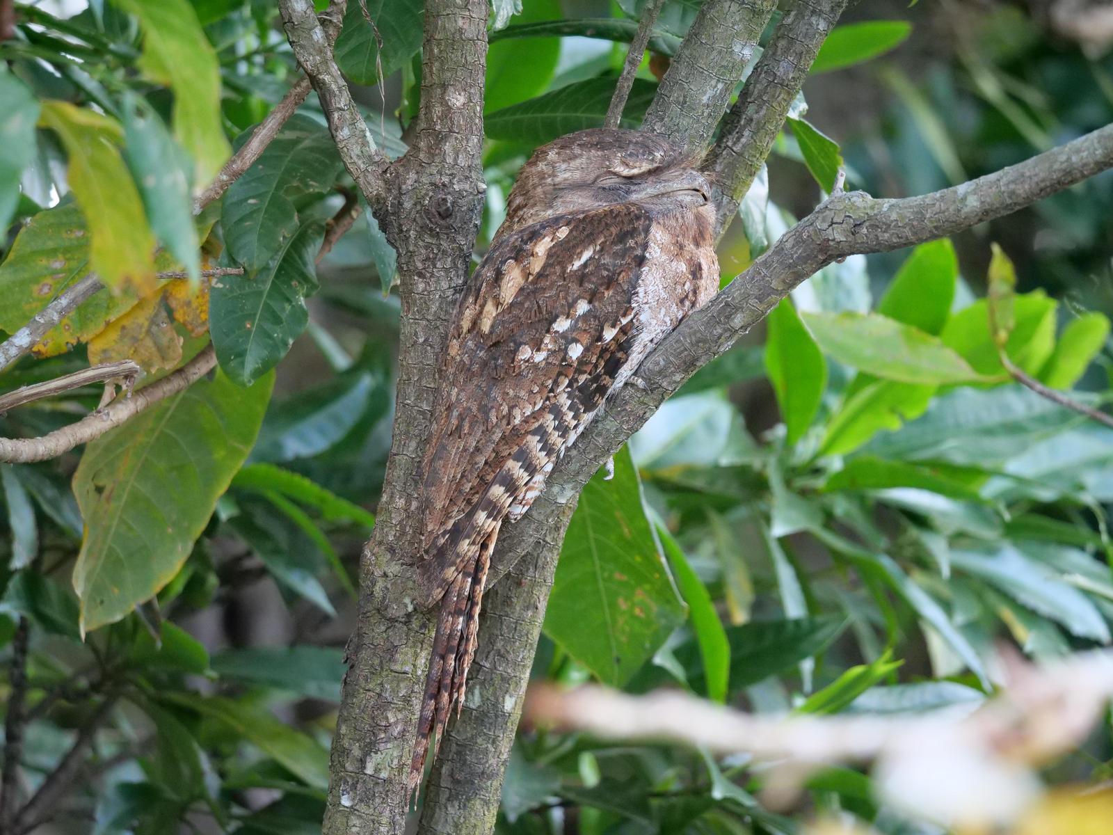 Papuan Frogmouth Photo by Peter Lowe