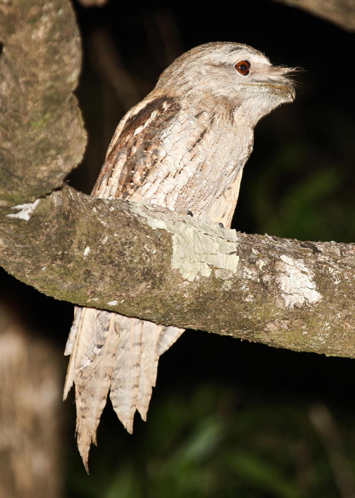 Papuan Frogmouth Photo by Robert Lewis
