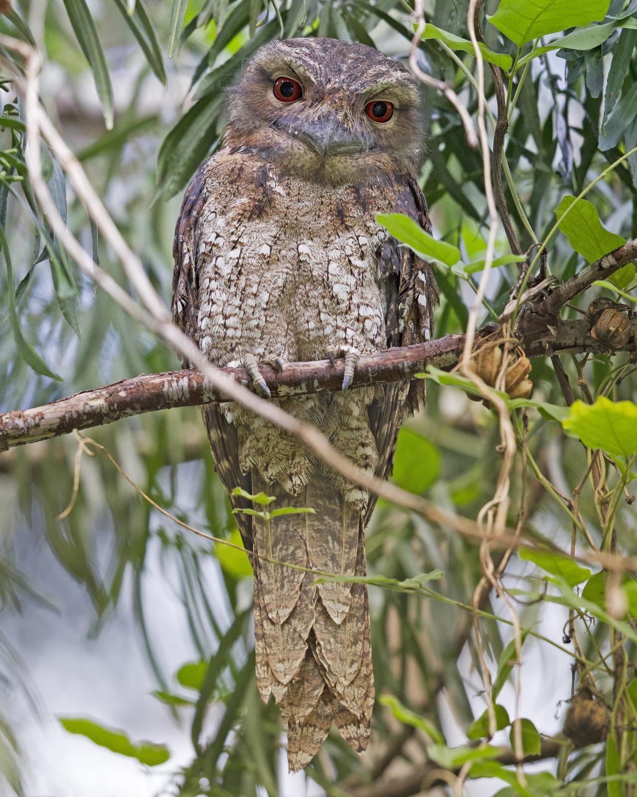 Papuan Frogmouth Photo by Mat Gilfedder