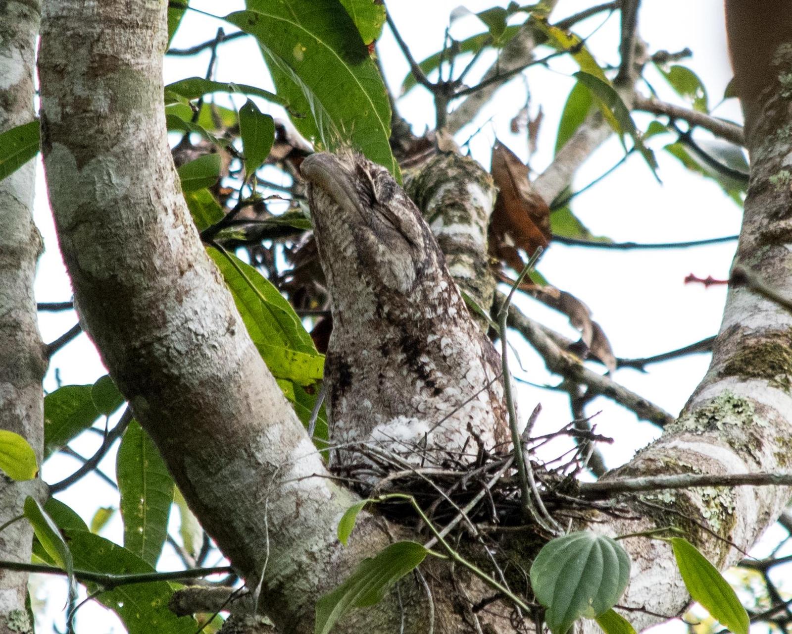 Papuan Frogmouth Photo by Mark Baldwin