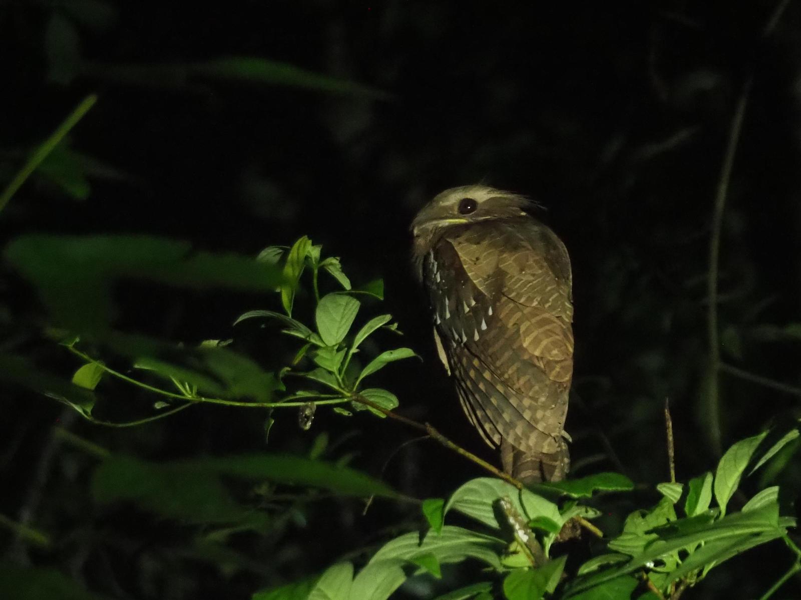Large Frogmouth Photo by Kristin Vigander