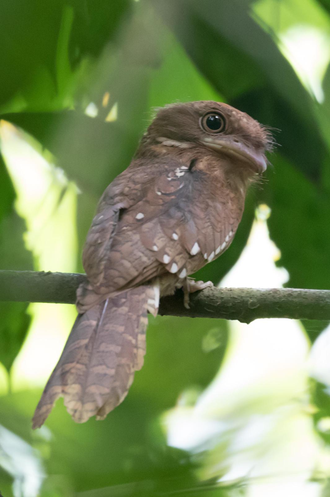 Gould's Frogmouth Photo by Robert Lewis