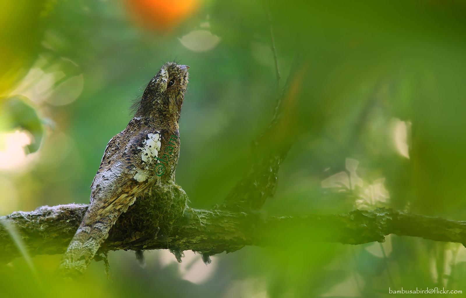 Hodgson's Frogmouth Photo by Apisit Wilaijit
