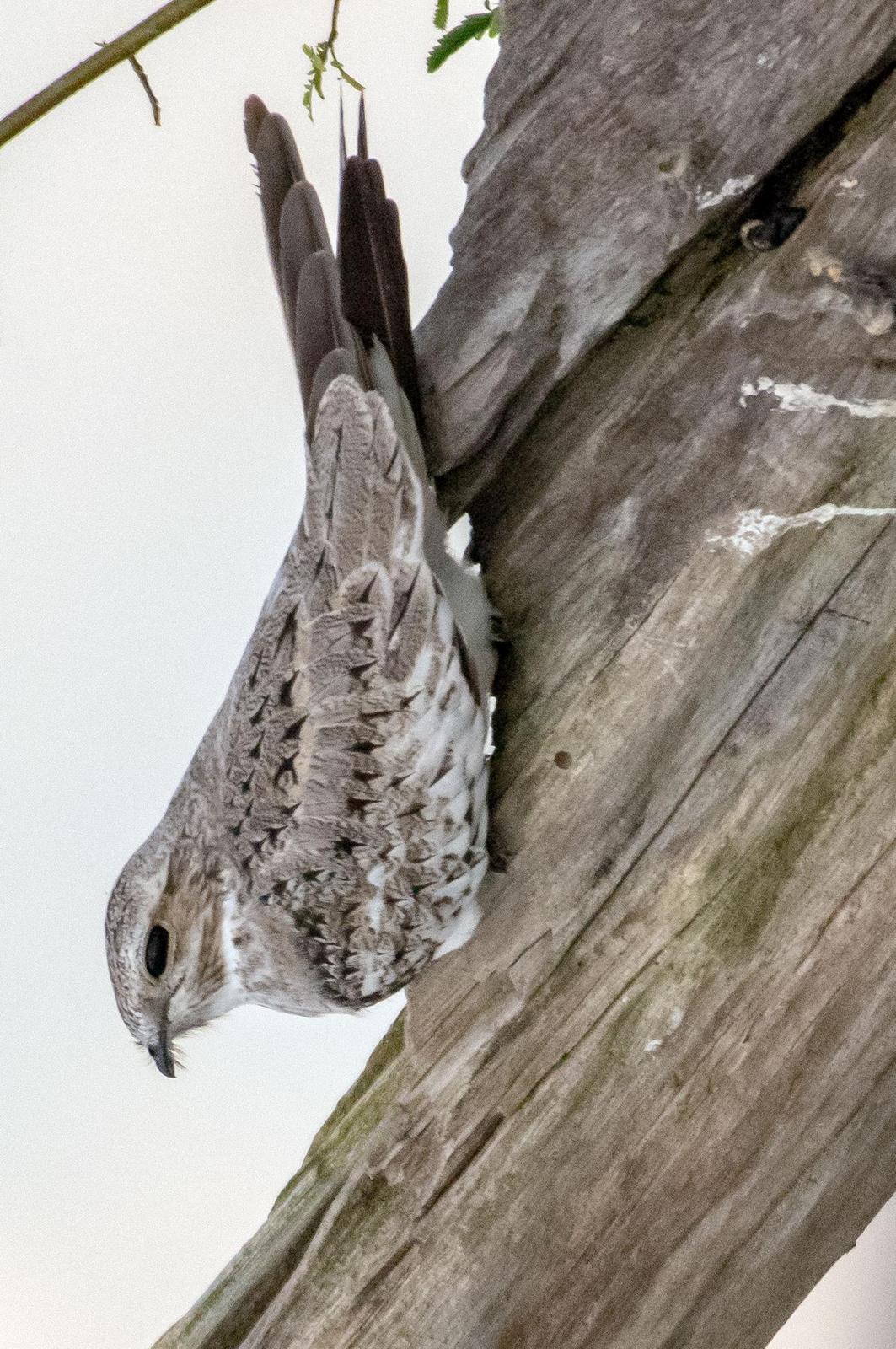 Sand-colored Nighthawk Photo by Phil Kahler