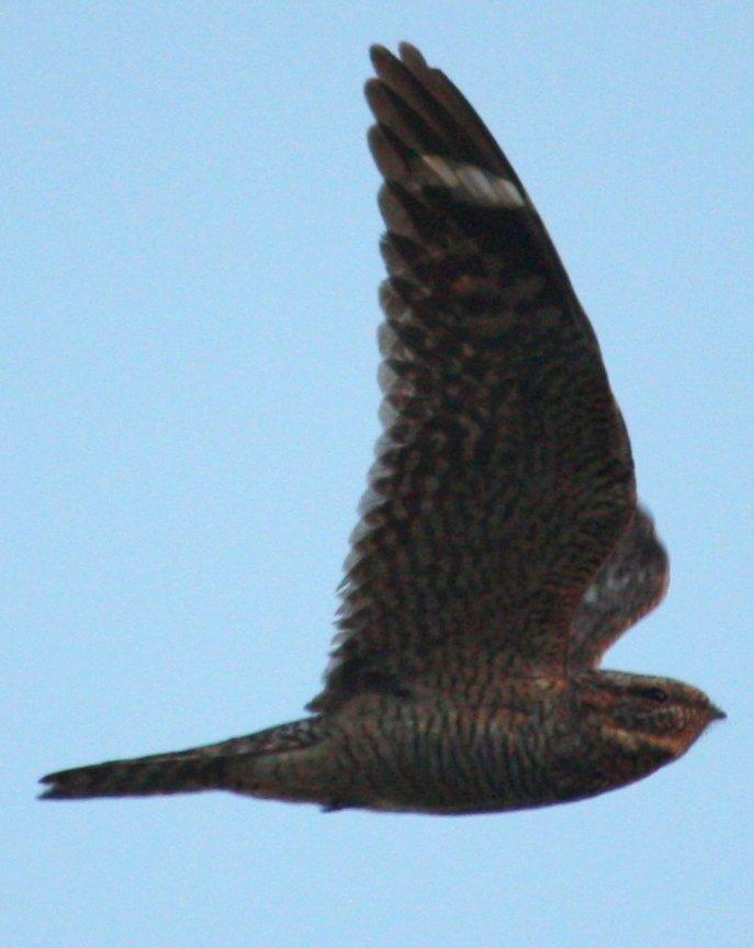 Lesser Nighthawk Photo by Andrew Core