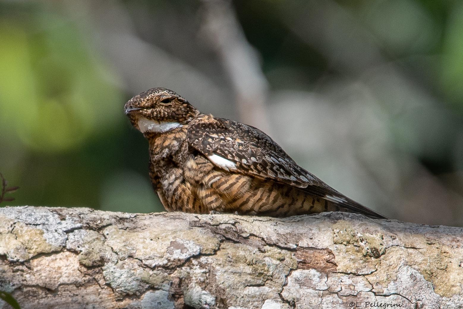 Lesser Nighthawk Photo by Laurence Pellegrini