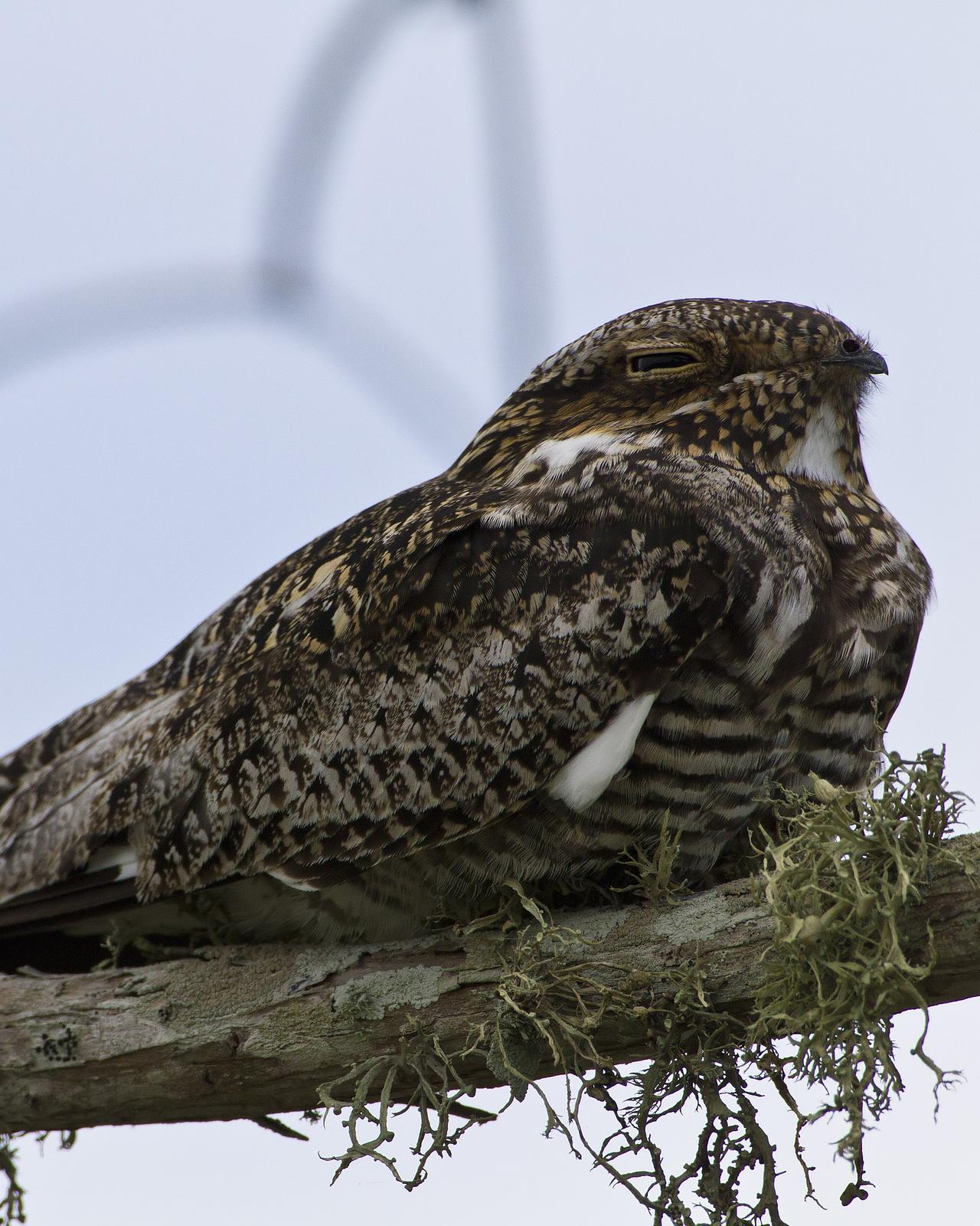 Common Nighthawk Photo by Bill Adams