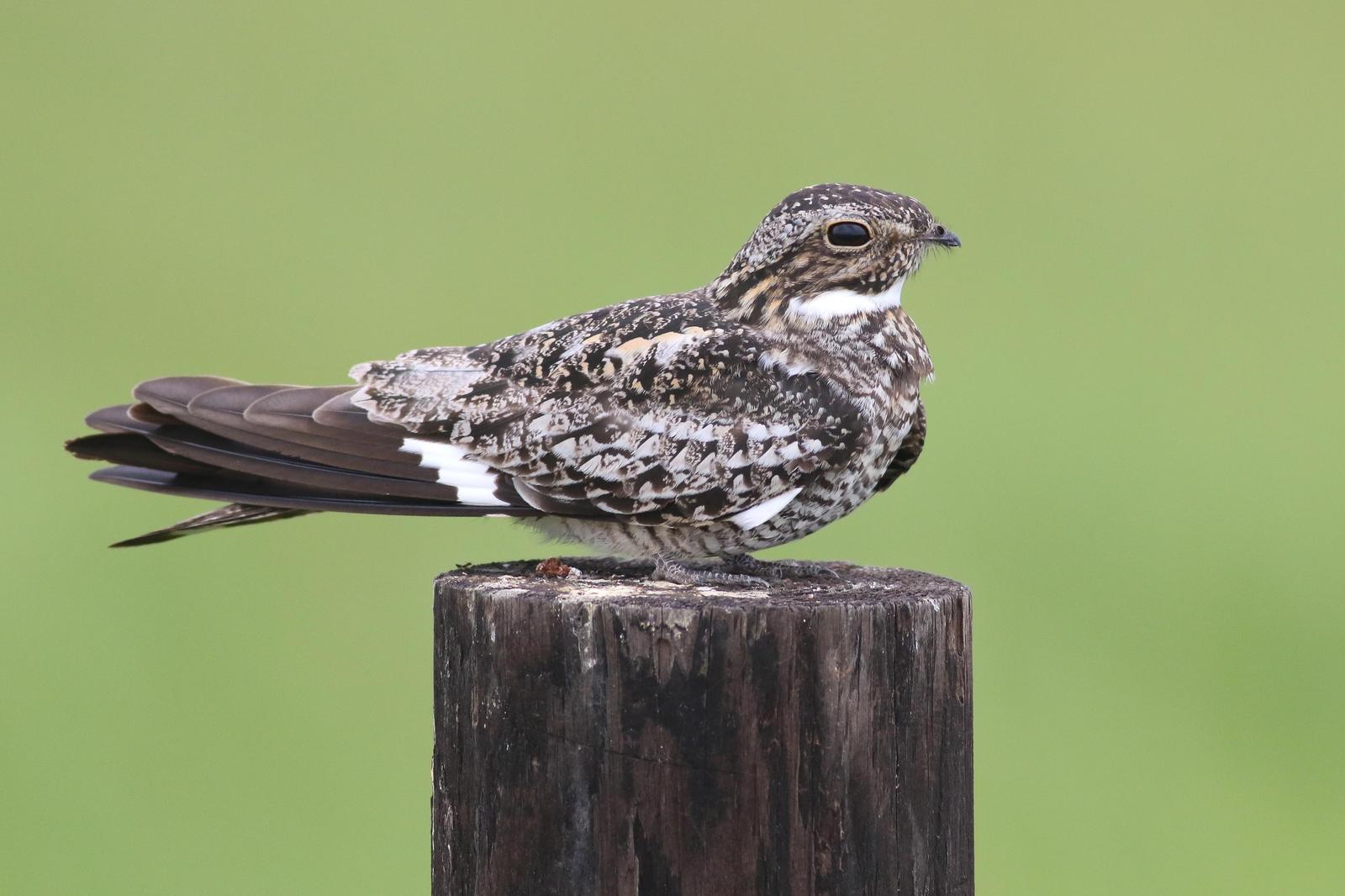 Common Nighthawk Photo by Tom Ford-Hutchinson