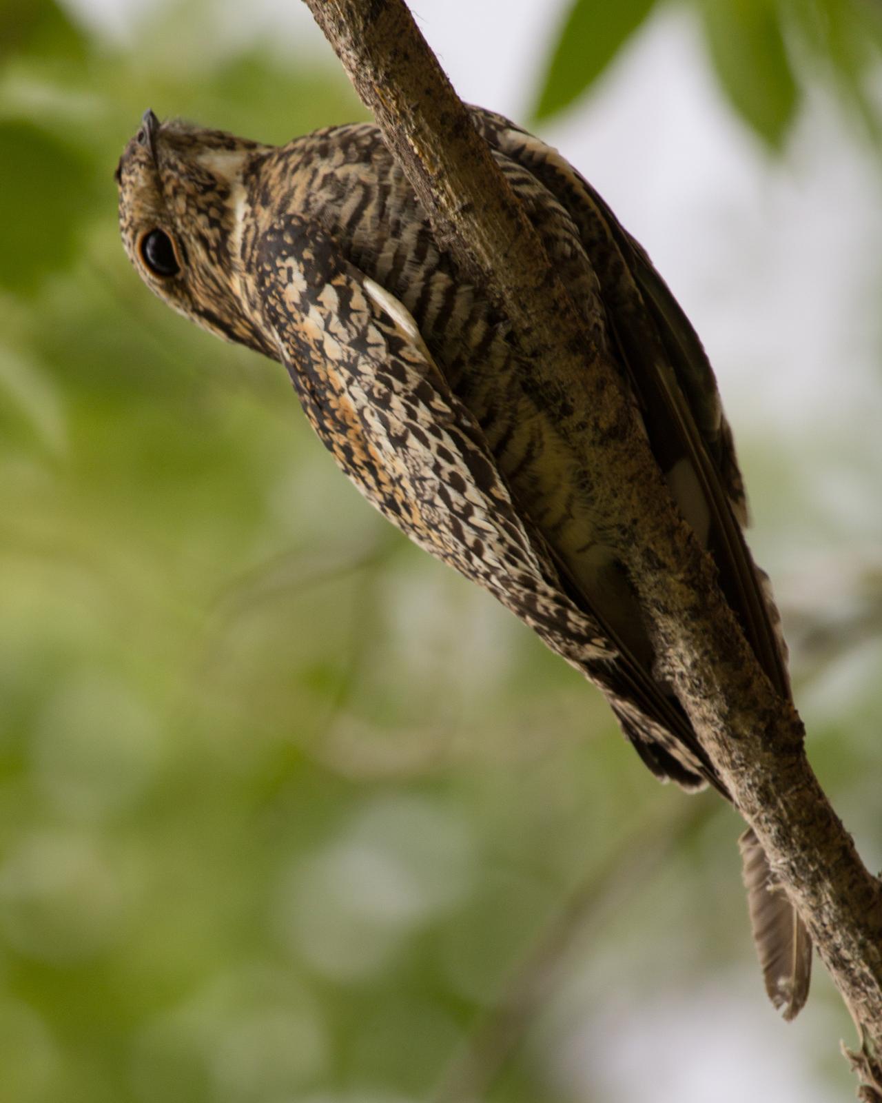 Common Nighthawk Photo by Anita Strawn de Ojeda