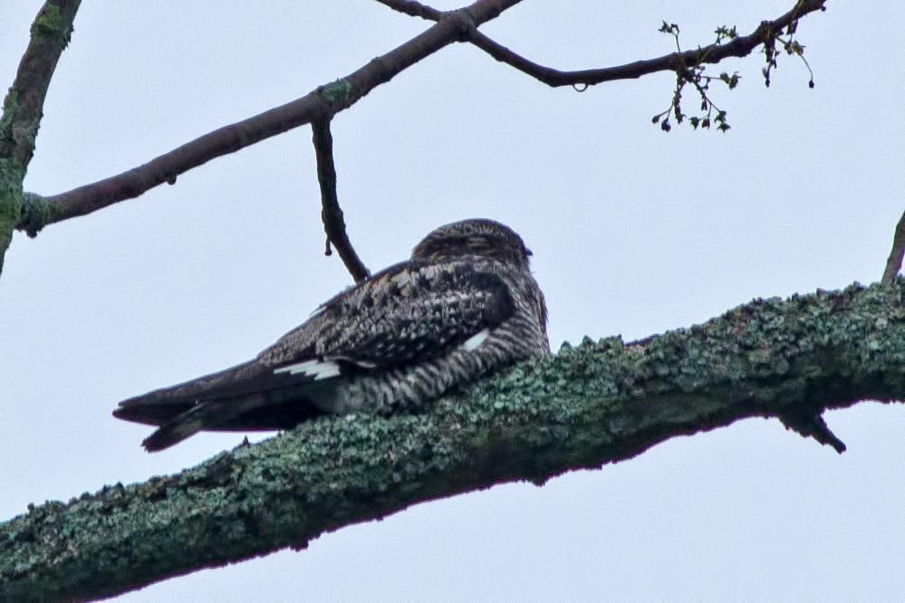 Common Nighthawk Photo by Rob Dickerson