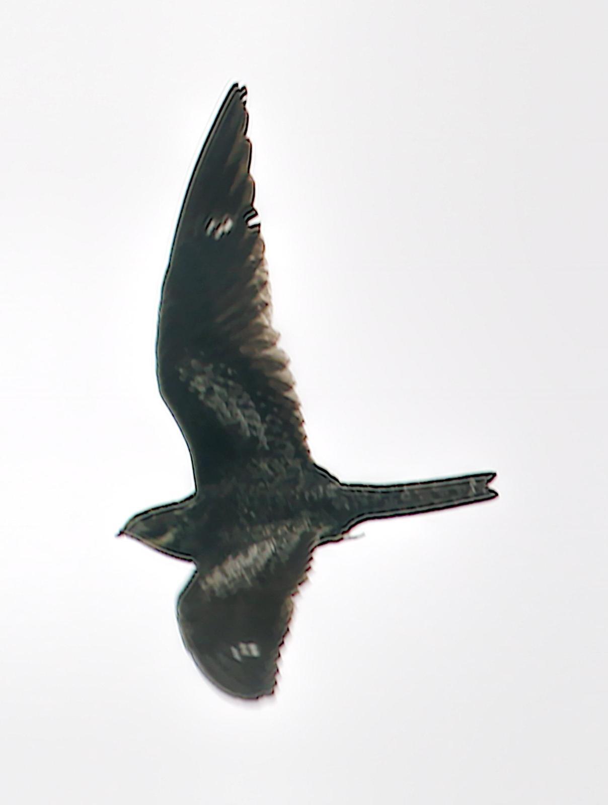 Common Nighthawk Photo by Dan Tallman