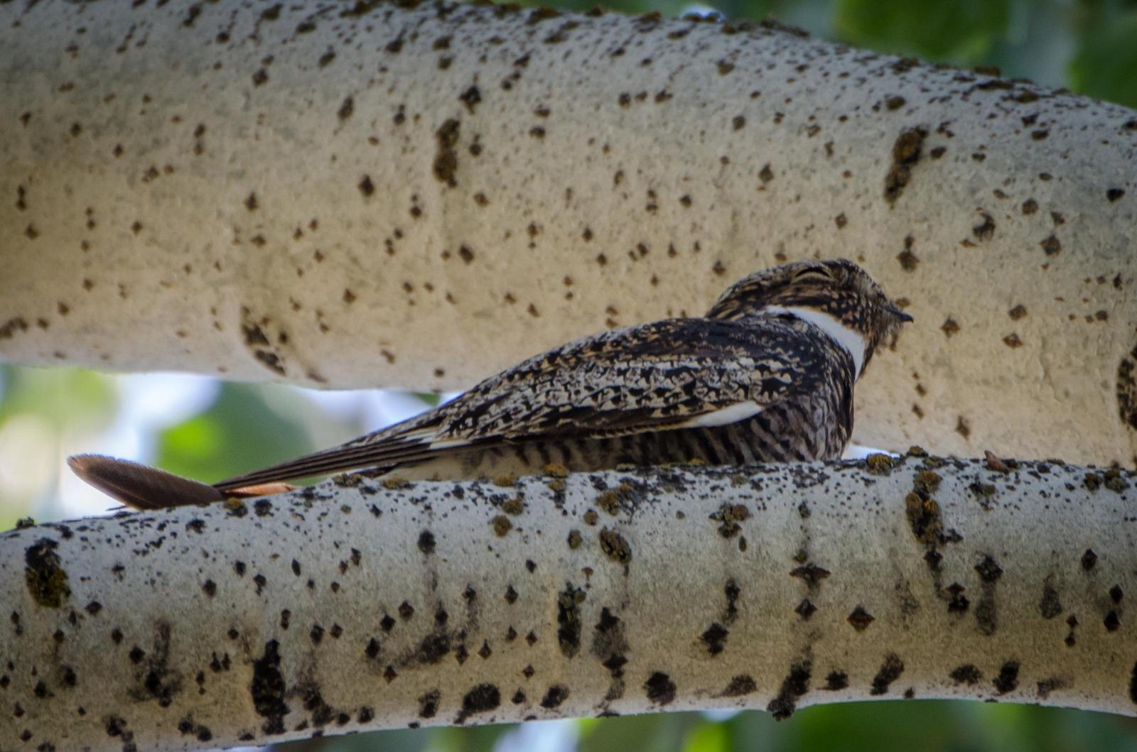 Common Nighthawk Photo by Scott Yerges