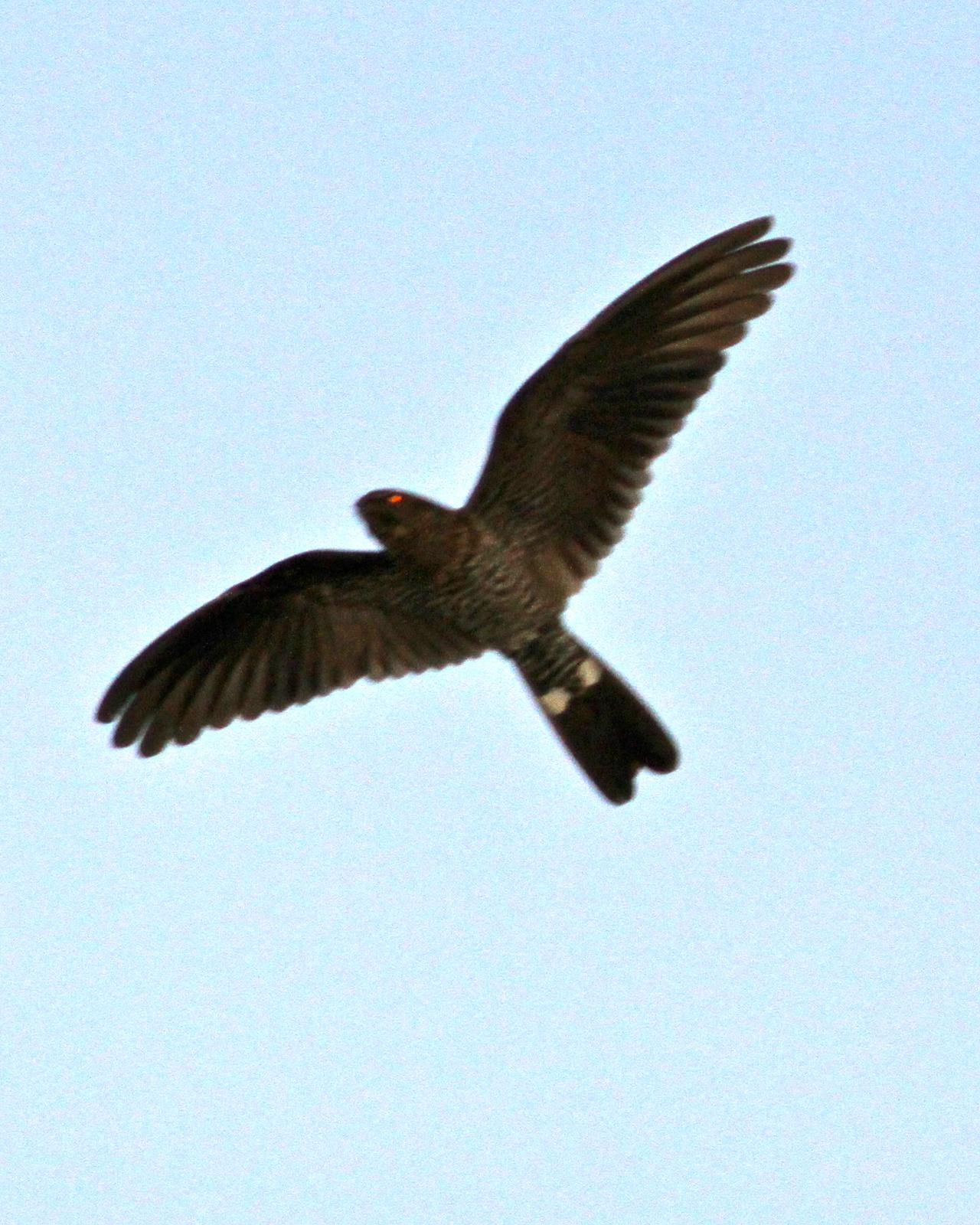 Band-tailed Nighthawk Photo by Marcelo Padua