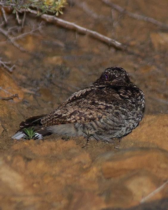 Common Poorwill Photo by Gerald Hoekstra