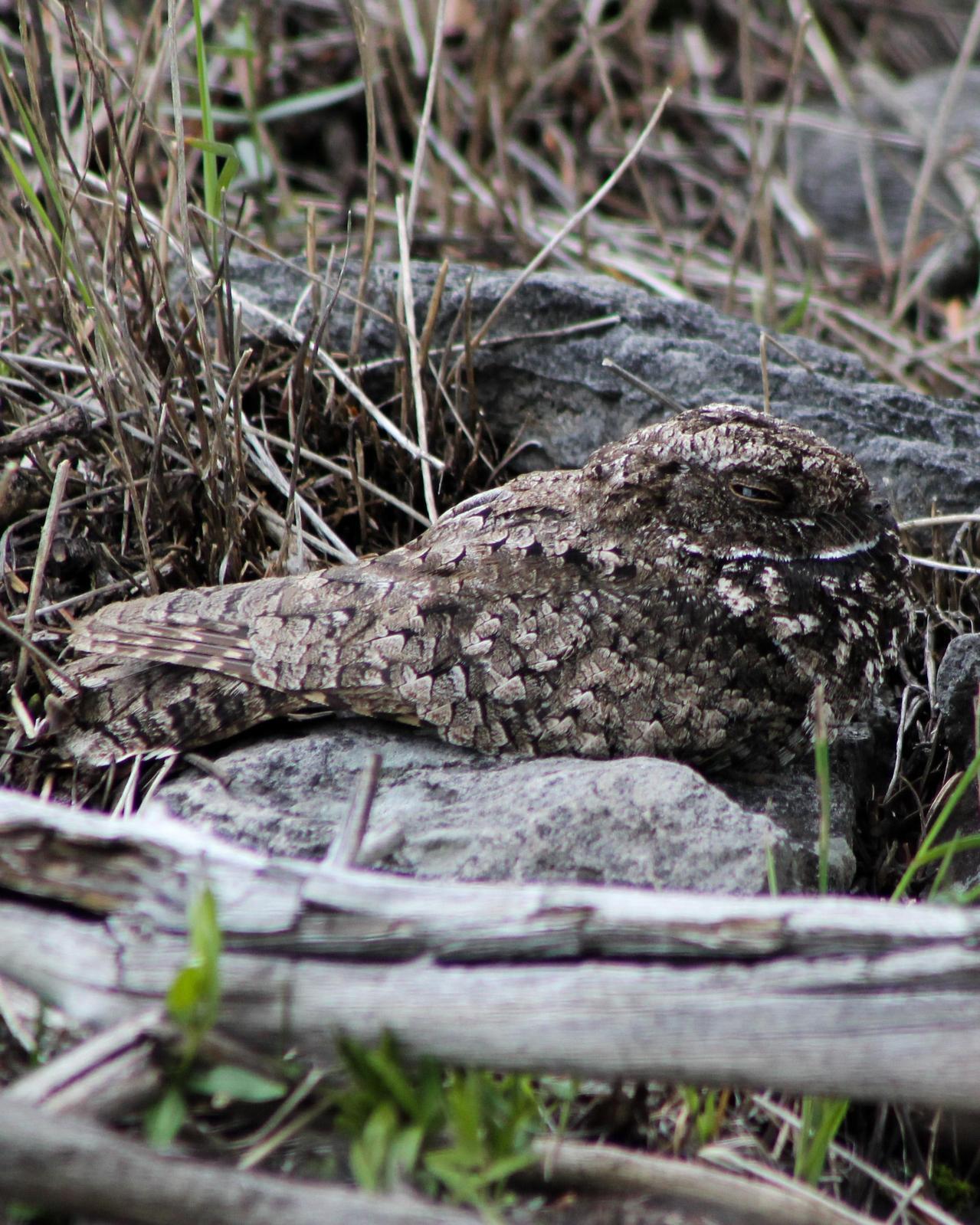 Common Poorwill Photo by Roy Morris