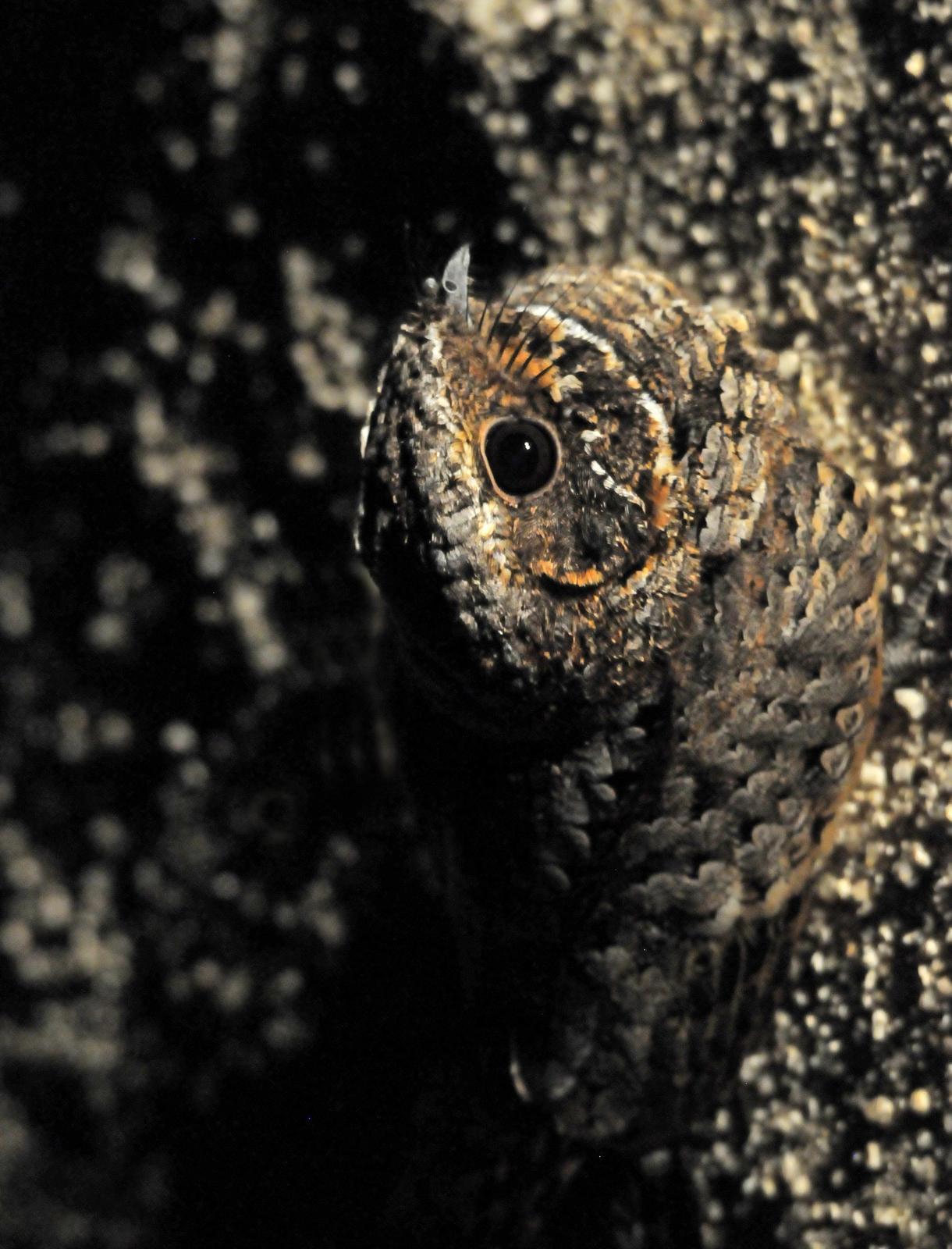 Common Poorwill Photo by Steven Mlodinow