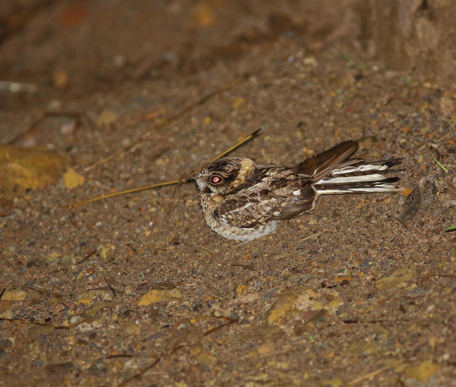 White-tailed Nightjar Photo by Leonardo Garrigues