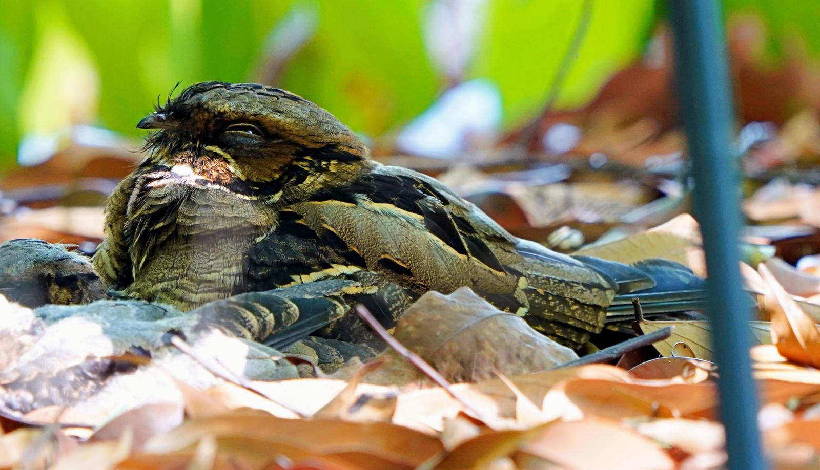 Large-tailed Nightjar Photo by Steven Cheong