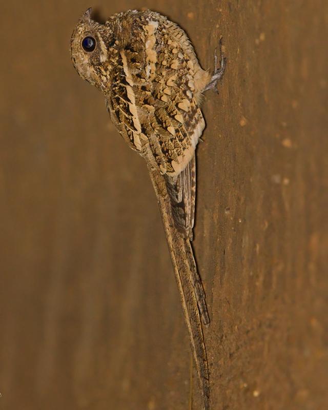 Long-tailed Nightjar Photo by Mike Barth