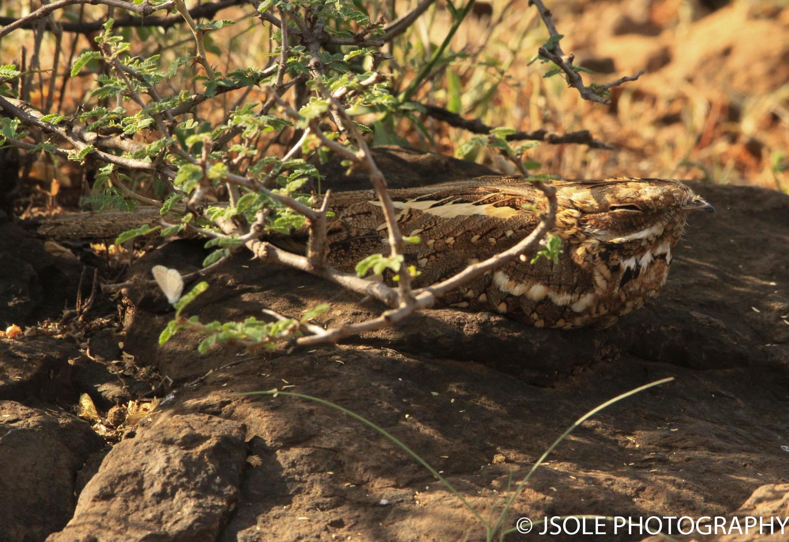Slender-tailed Nightjar Photo by Jeffery Sole