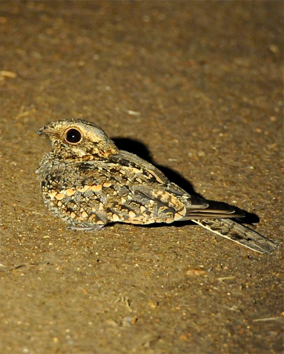 Square-tailed Nightjar Photo by Gerald Friesen