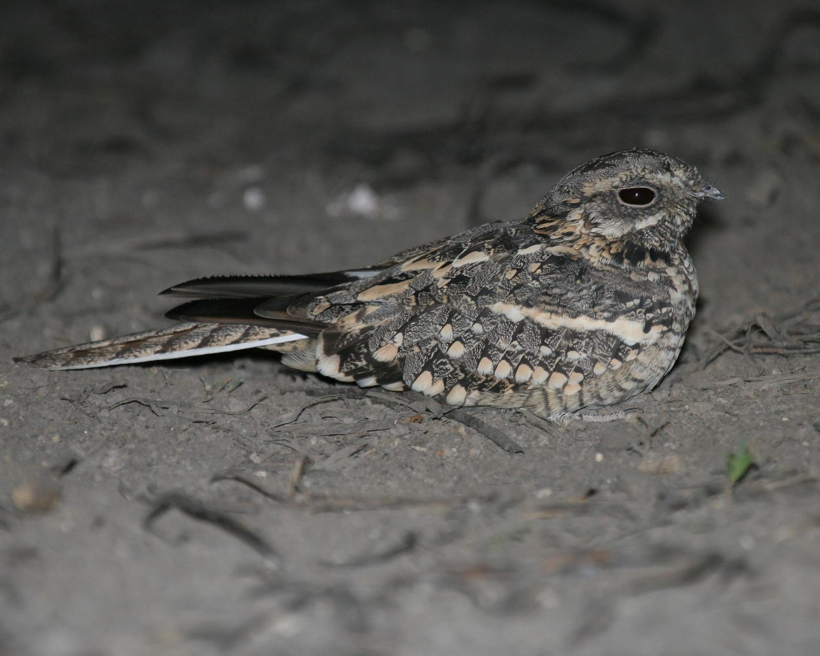 Square-tailed Nightjar Photo by Robert Lewis