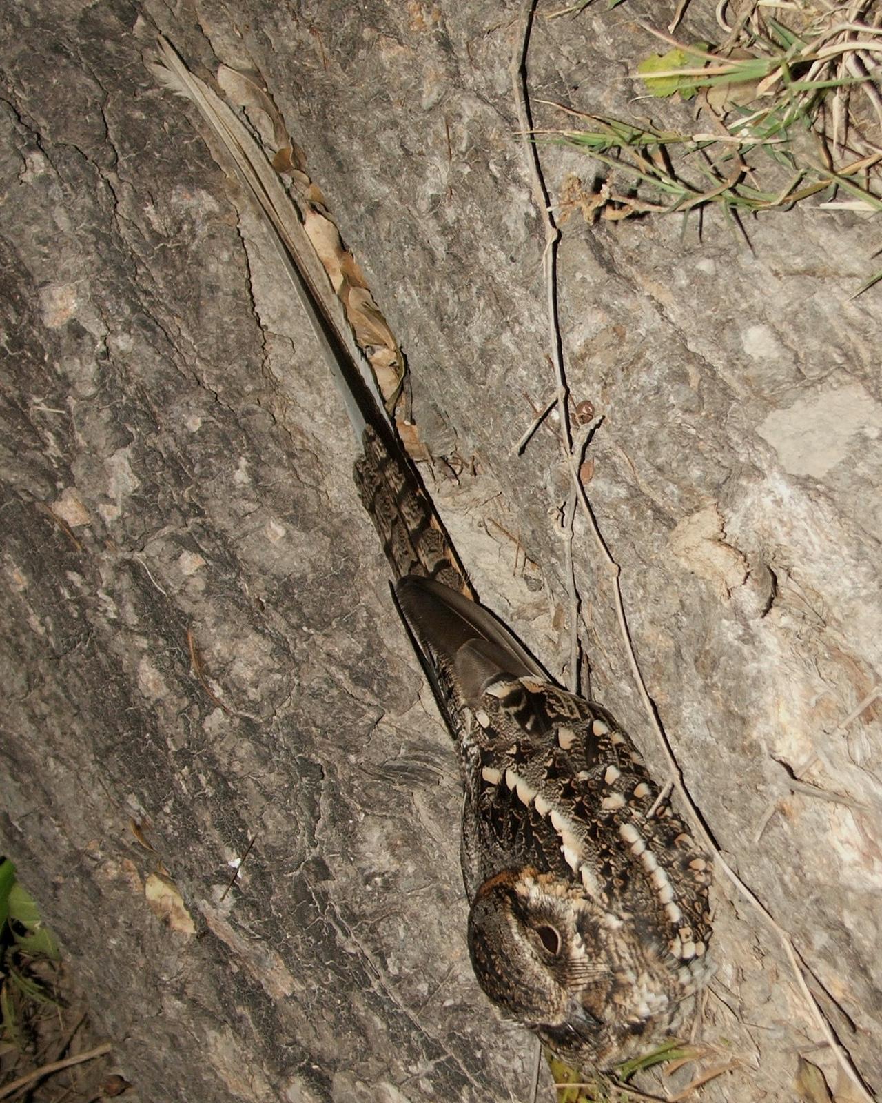 Scissor-tailed Nightjar Photo by Marcelo Padua