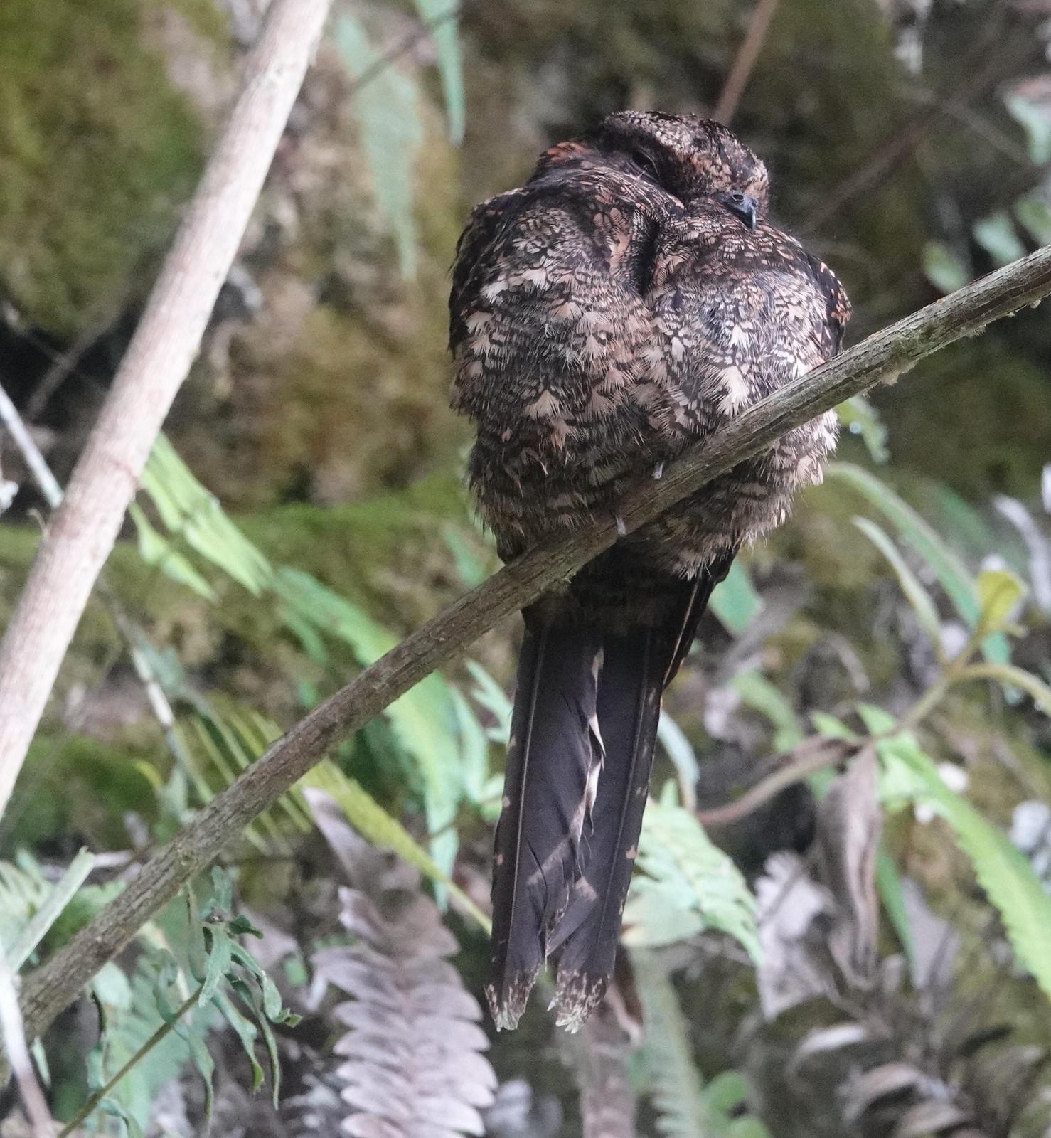Lyre-tailed Nightjar Photo by Bonnie Clarfield-Bylin