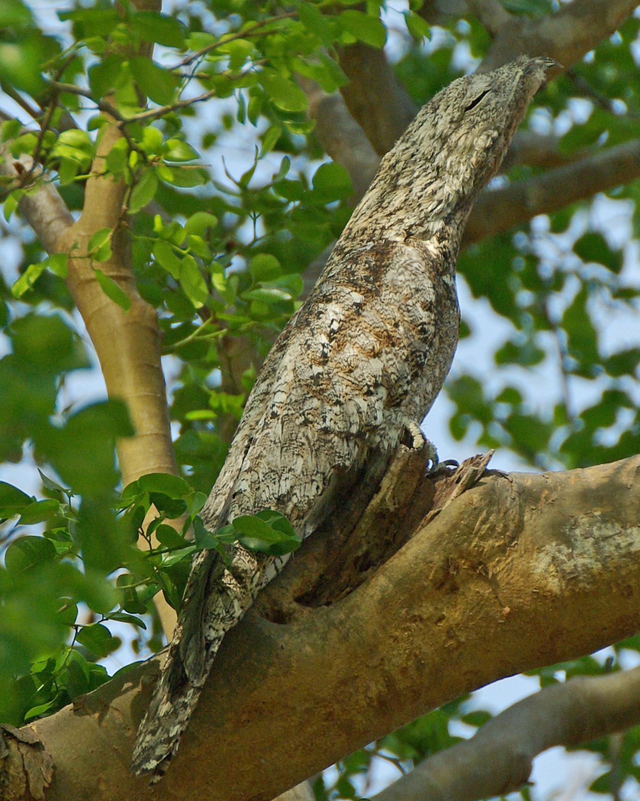 Great Potoo Photo by Robert Polkinghorn
