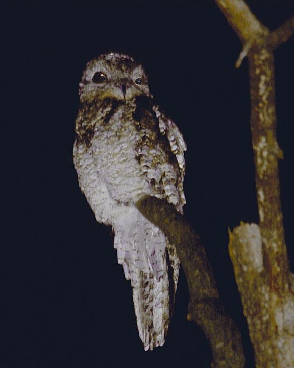 Great Potoo Photo by Peter Boesman