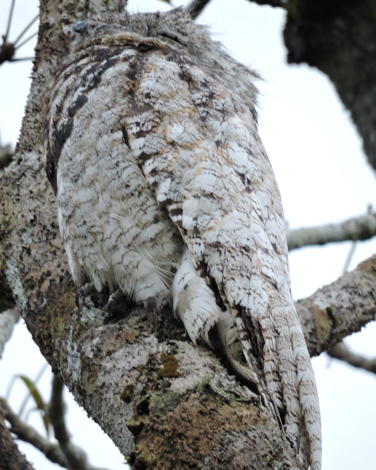 Great Potoo Photo by Peter Lowe