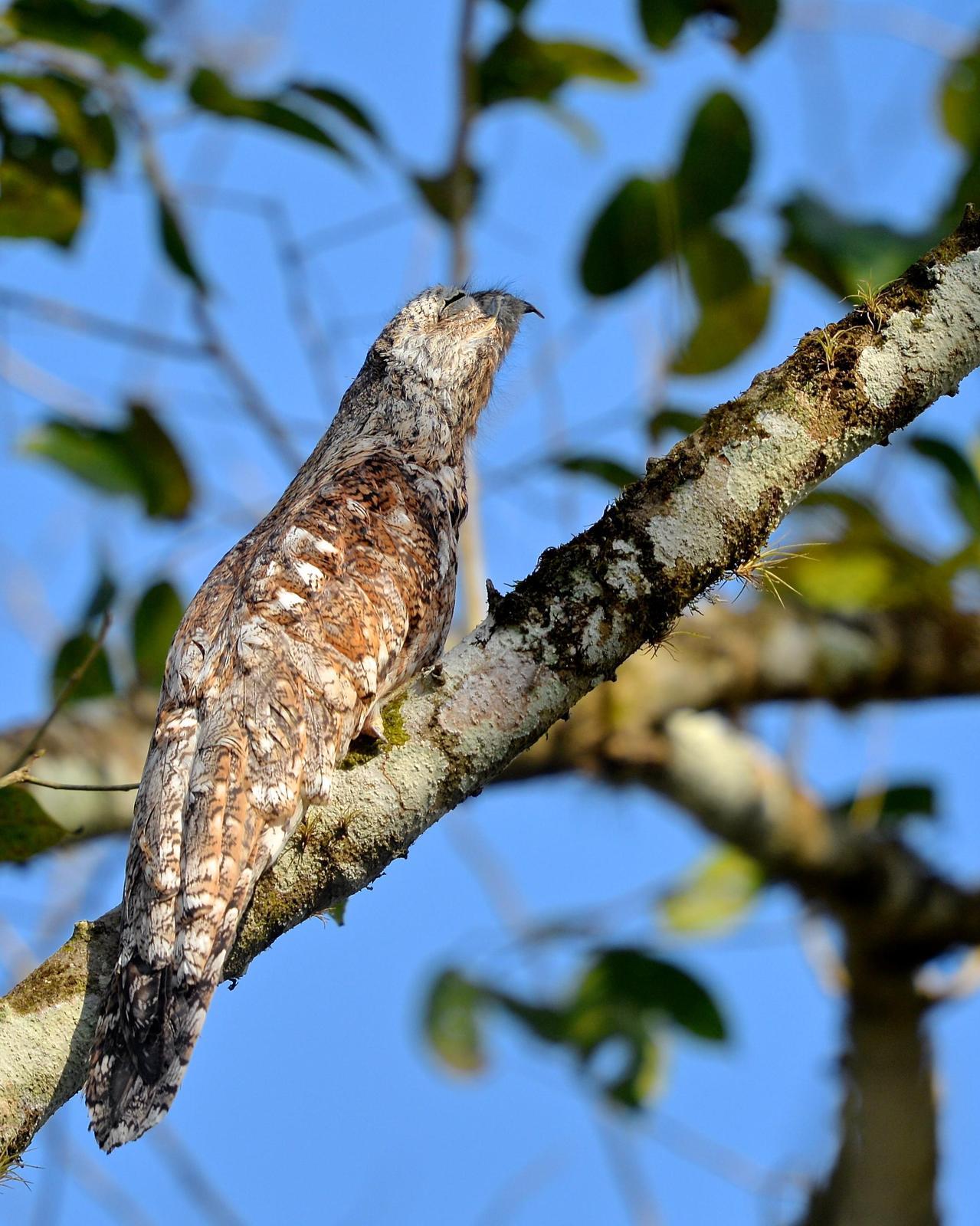 Great Potoo Photo by Gerald Friesen