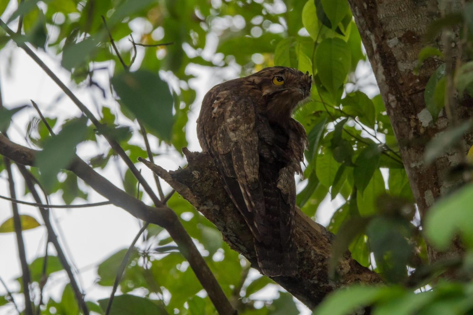 Great Potoo Photo by Gerald Hoekstra