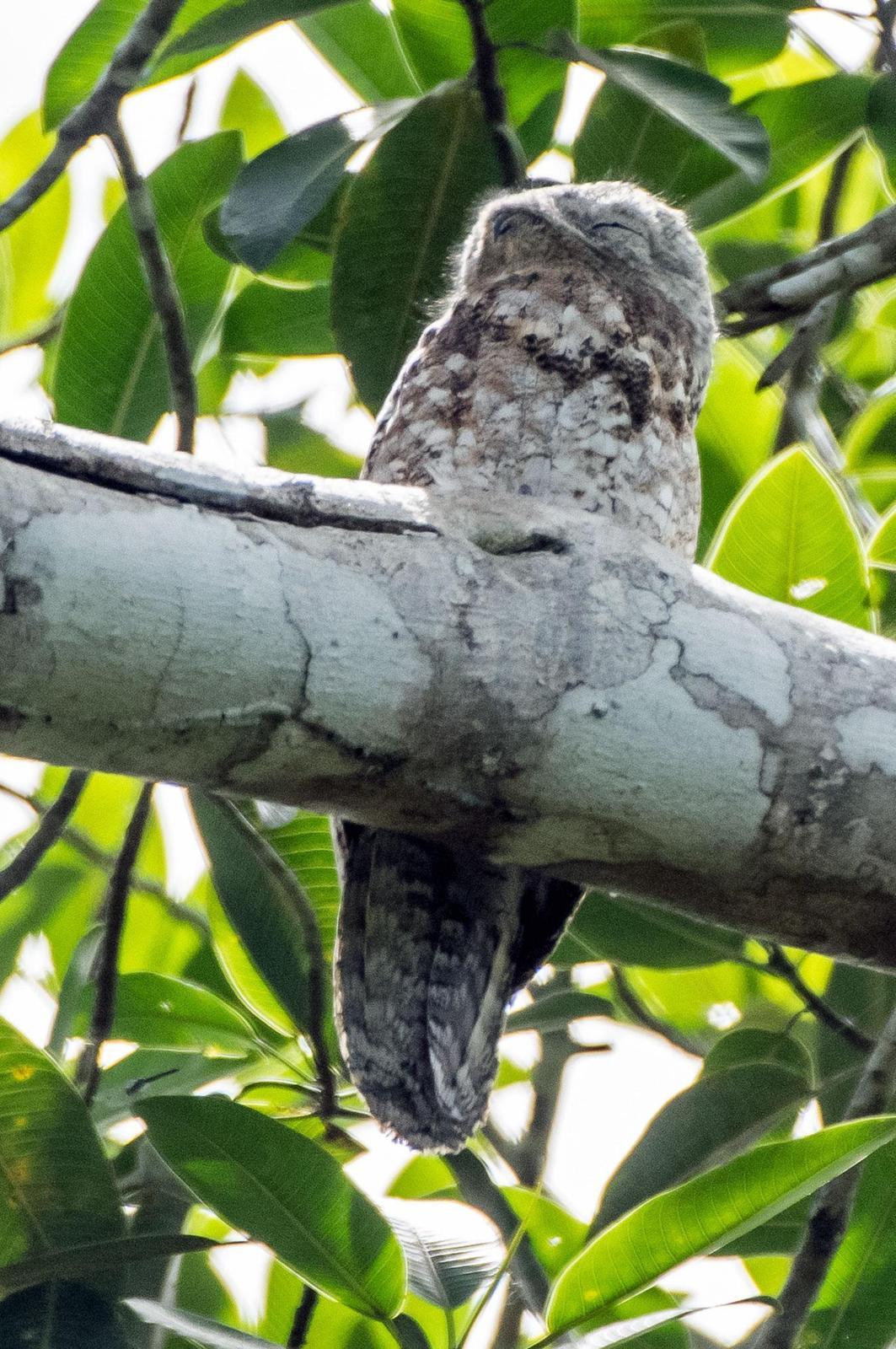 Great Potoo Photo by Phil Kahler