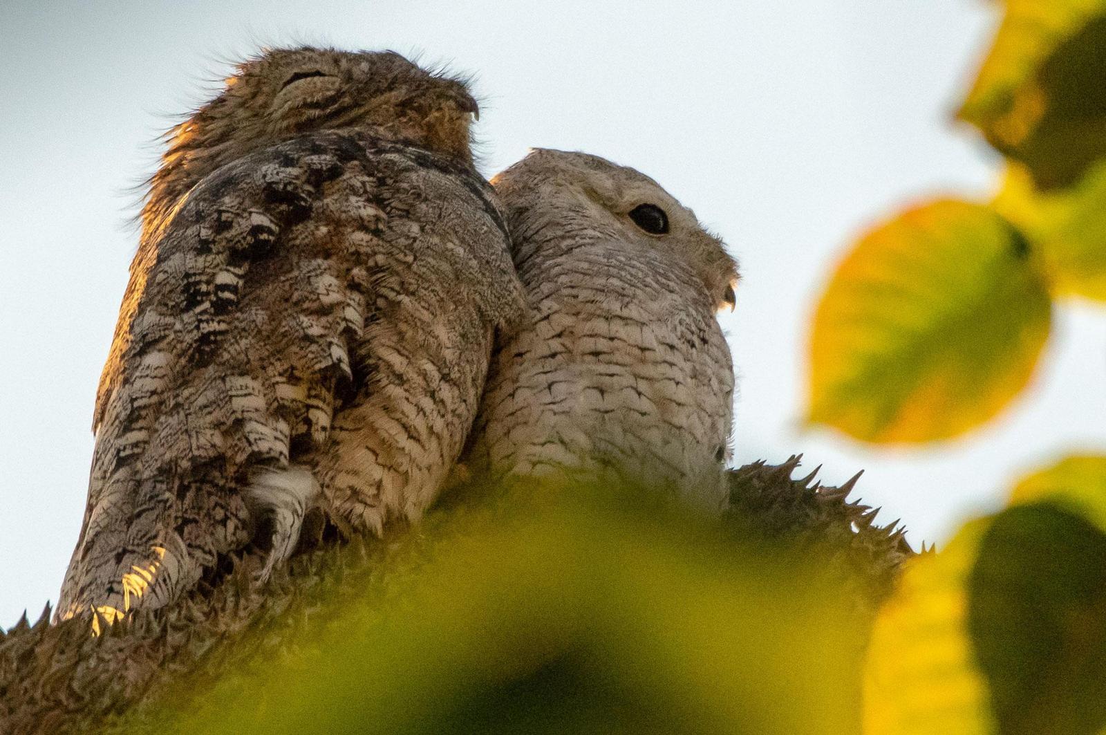 Great Potoo Photo by Phil Kahler