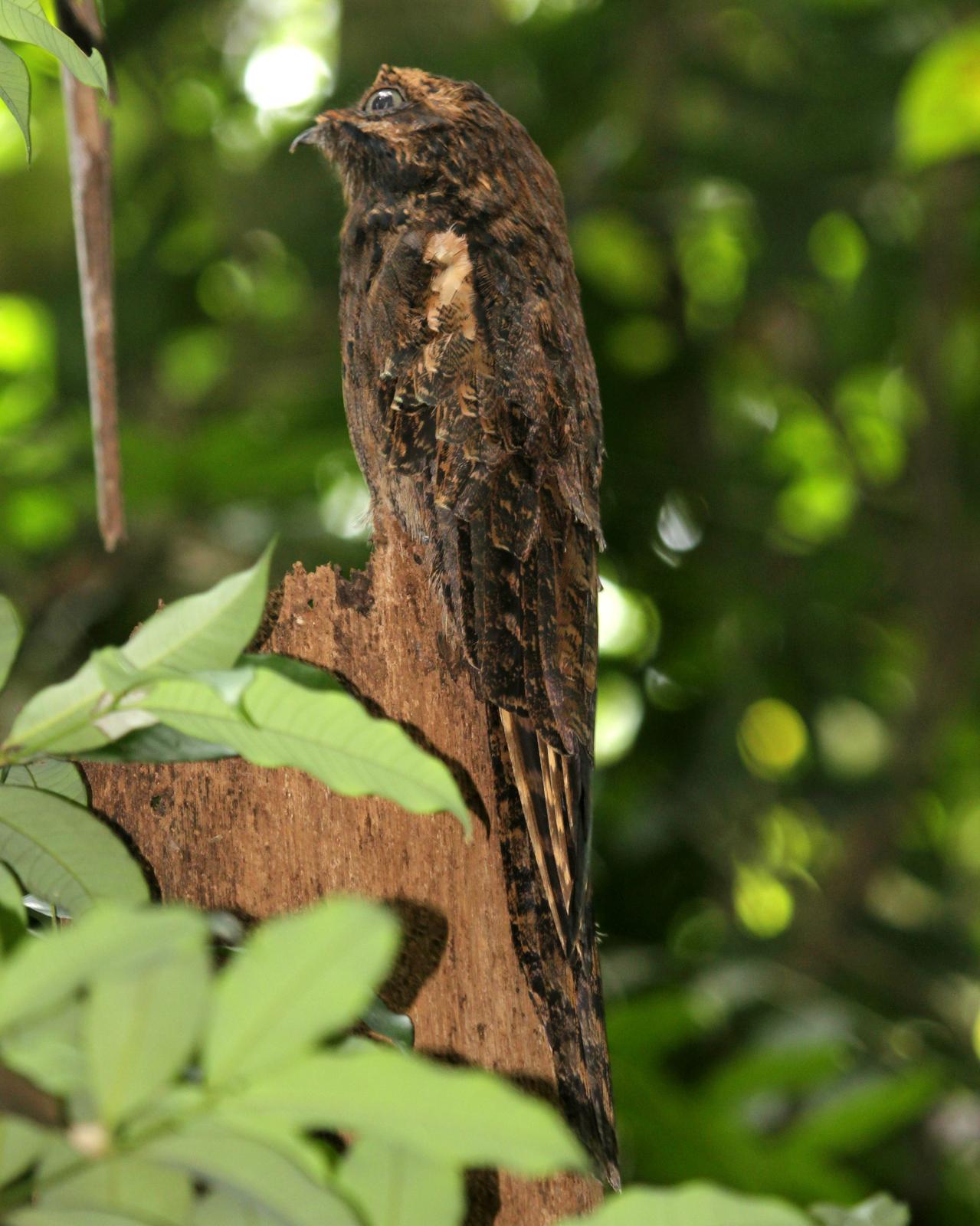 Long-tailed Potoo Photo by Mark Scheuerman