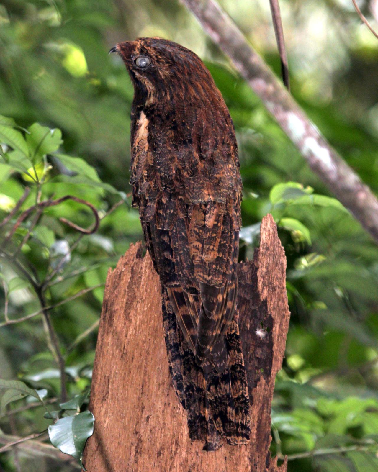 Long-tailed Potoo Photo by Mark Scheuerman