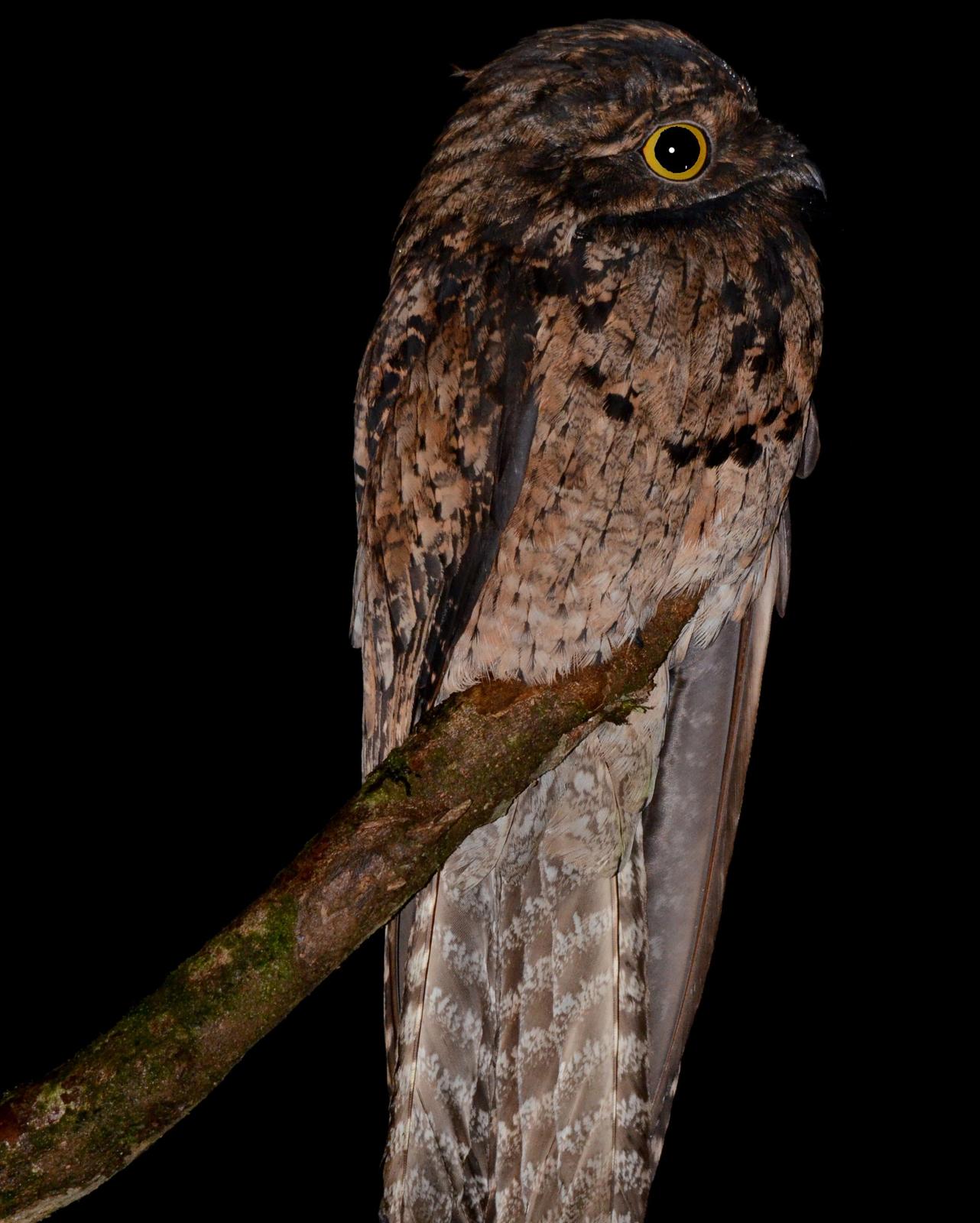 Common Potoo Photo by Lev Frid