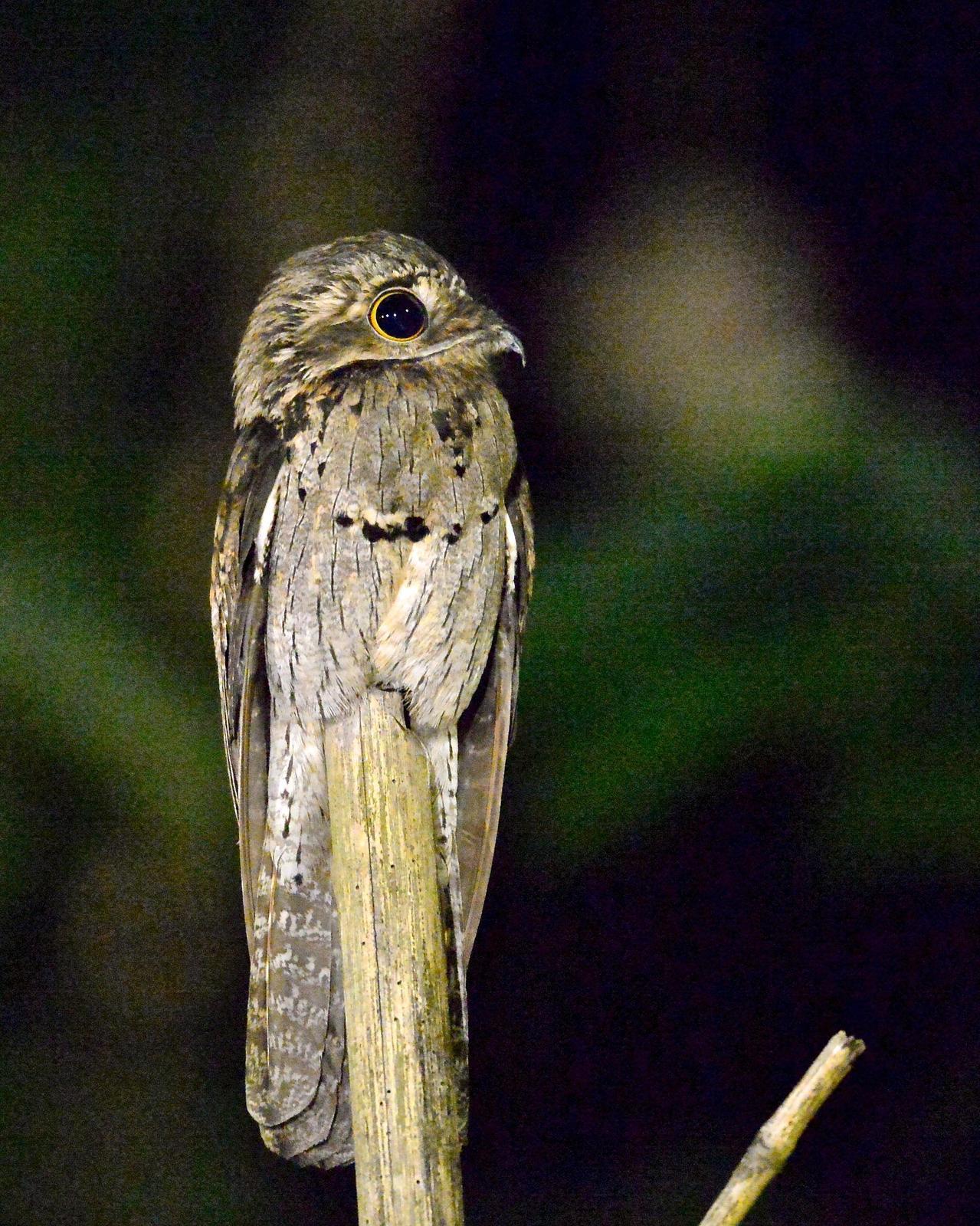 Common Potoo Photo by Gerald Friesen