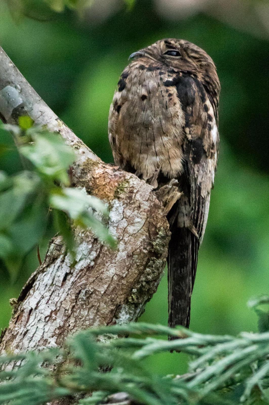 Common Potoo Photo by Phil Kahler