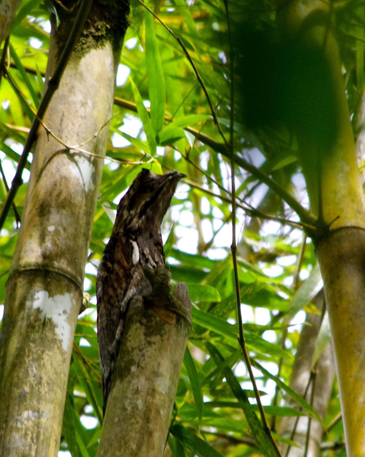 Common Potoo Photo by Cherylyn Murphy