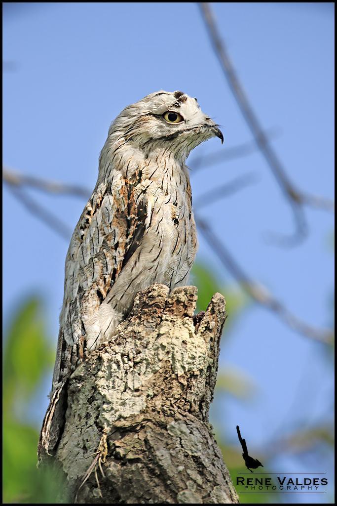 Northern Potoo Photo by Rene Valdes