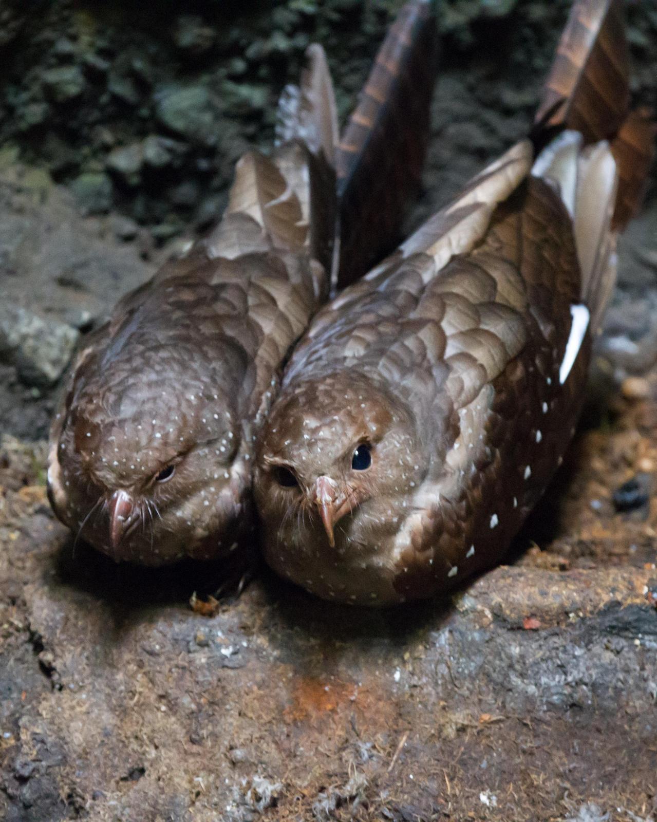 Oilbird Photo by Kevin Berkoff