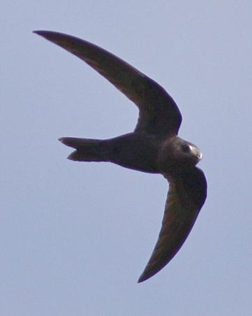 Black Swift Photo by Stephen Daly