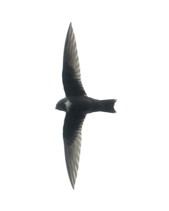White-chested Swift Photo by Nick Athanas